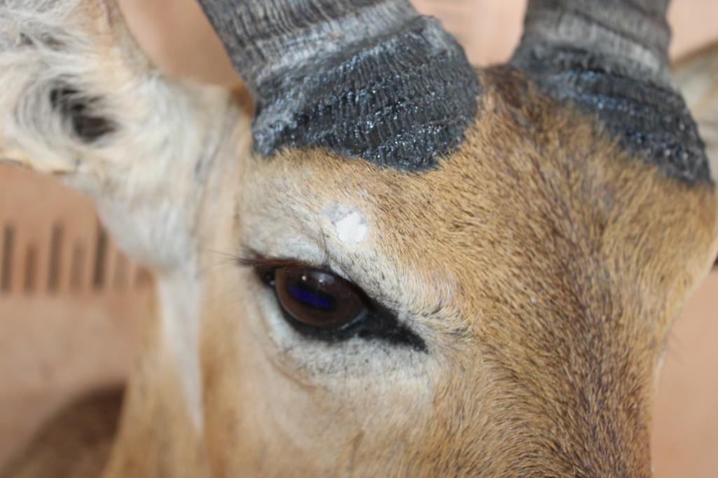 Huge REEDBUCK Shoulder Mount - 7