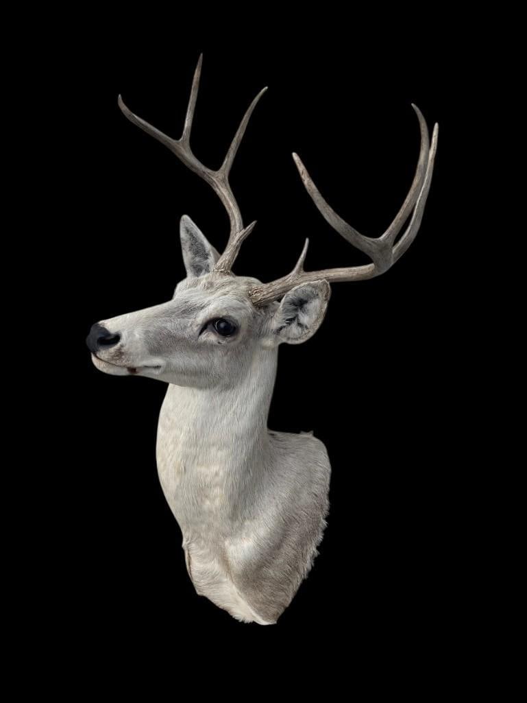 8-Point WHITETAIL DEER Shoulder Mount from the Piney Woods of East Texas (1 of 4)
