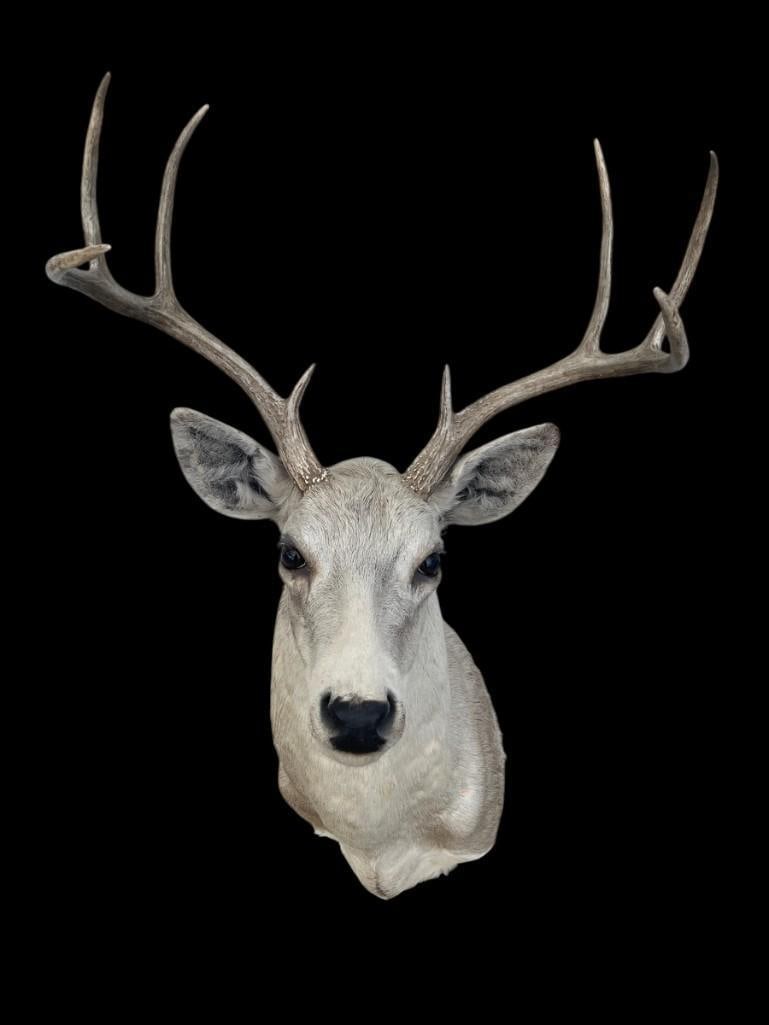 8-Point WHITETAIL DEER Shoulder Mount from the Piney Woods of East Texas - 2