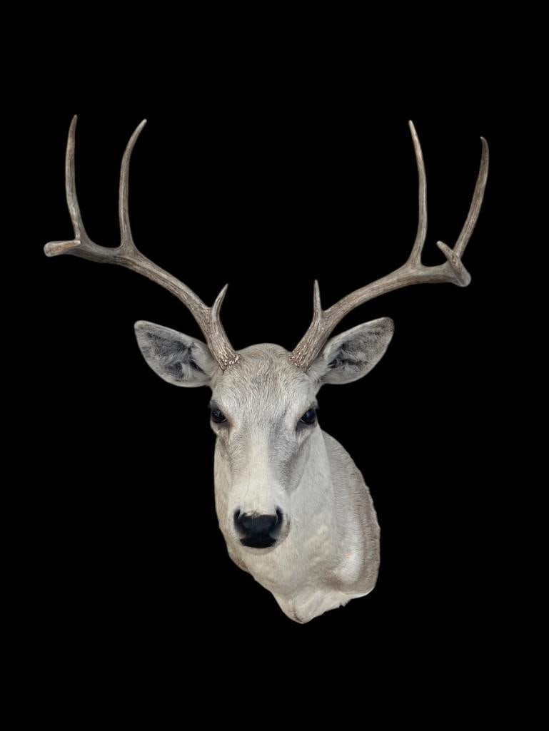 8-Point WHITETAIL DEER Shoulder Mount from the Piney Woods of East Texas - 3