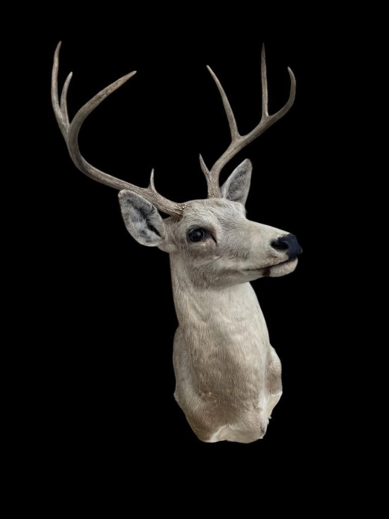 8-Point WHITETAIL DEER Shoulder Mount from the Piney Woods of East Texas - 4