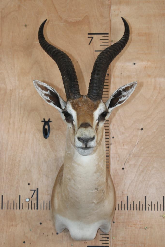 GRANT'S GAZELLE Shoulder Mount (1 of 6)