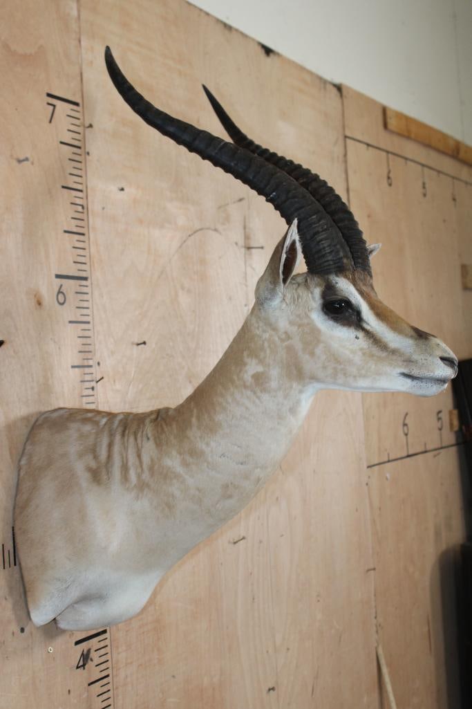 GRANT'S GAZELLE Shoulder Mount - 2