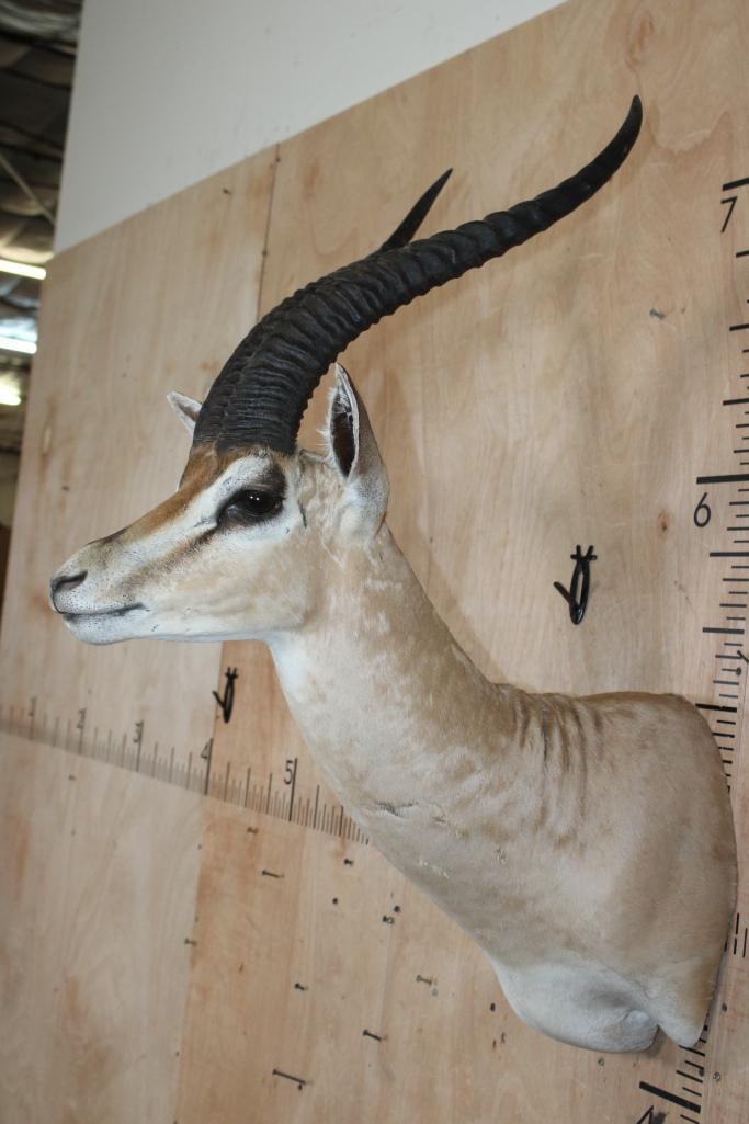 GRANT'S GAZELLE Shoulder Mount - 3