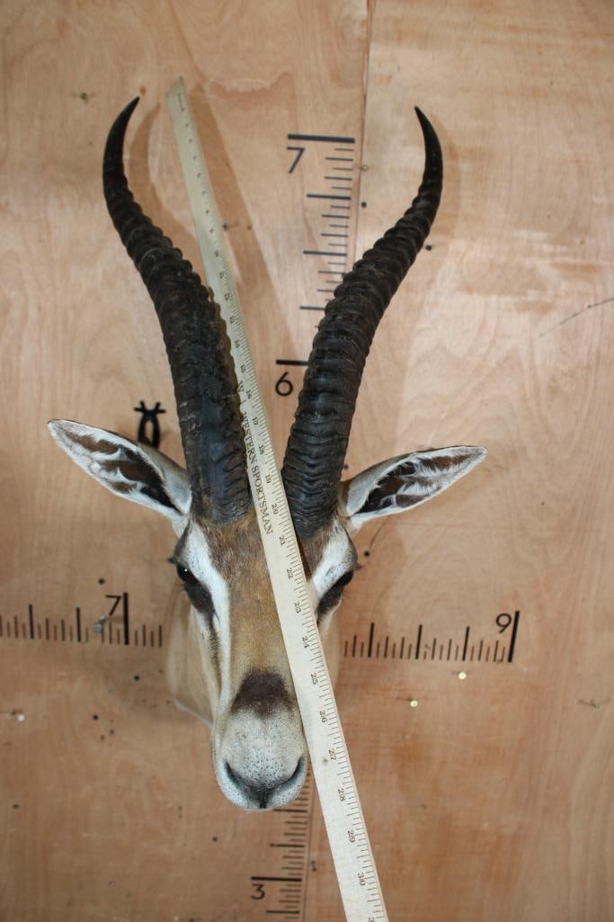 GRANT'S GAZELLE Shoulder Mount - 5