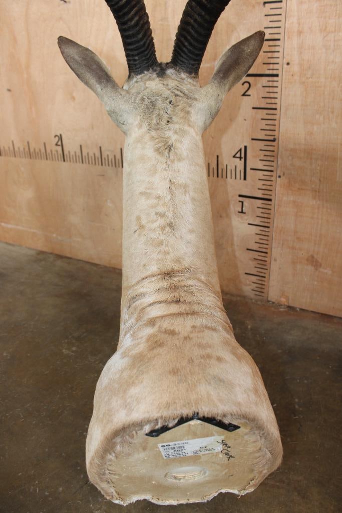 GRANT'S GAZELLE Shoulder Mount - 6