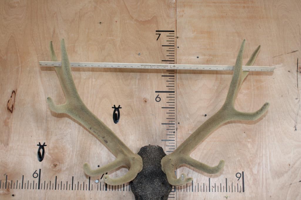 11-Point RED STAG Skull in "Velvet" with a "Rock Spray" Texture Finish - 2