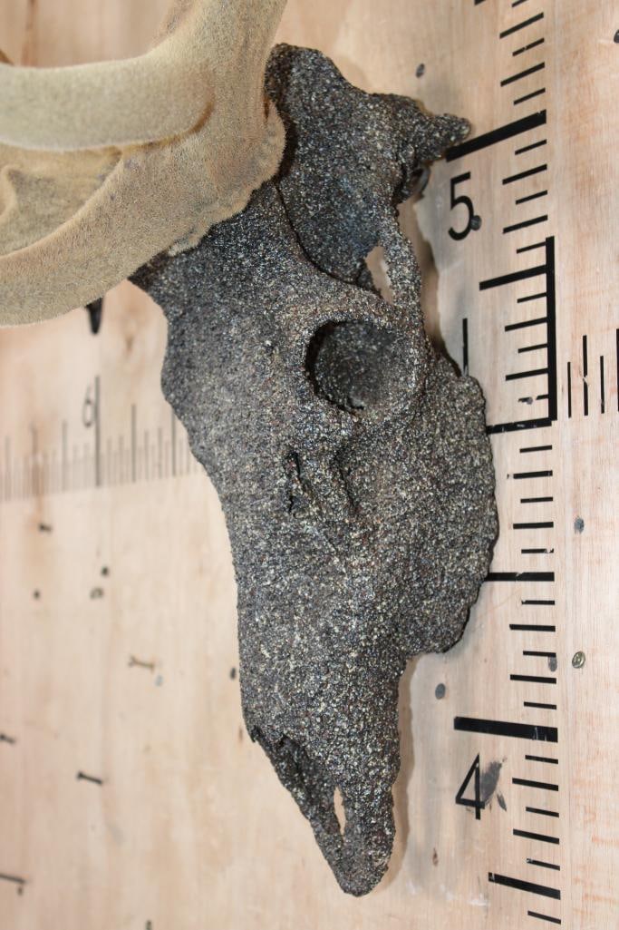 11-Point RED STAG Skull in "Velvet" with a "Rock Spray" Texture Finish - 5