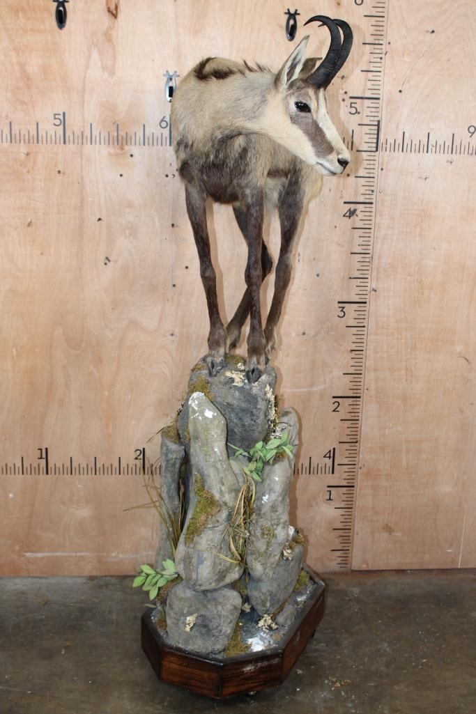 Life-sized CHAMOIS on a Decorative Base - 2