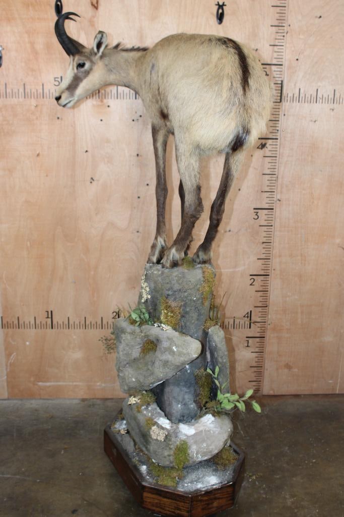 Life-sized CHAMOIS on a Decorative Base - 3