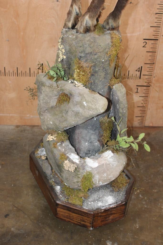 Life-sized CHAMOIS on a Decorative Base - 4