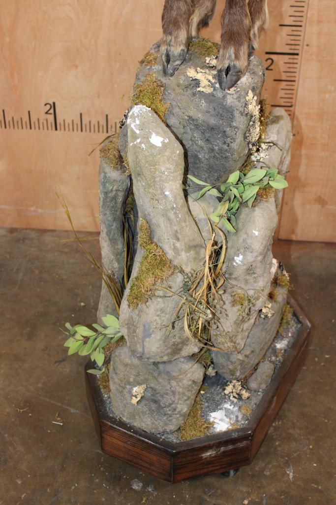 Life-sized CHAMOIS on a Decorative Base - 7