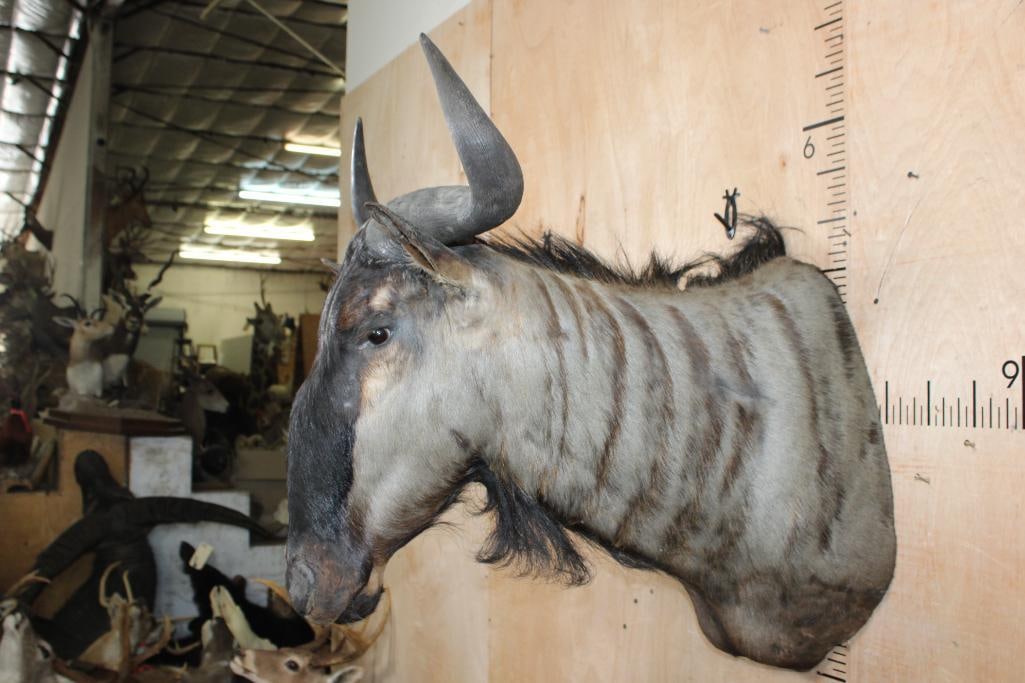 BLUE WILDEBEEST Shoulder Mount - 2