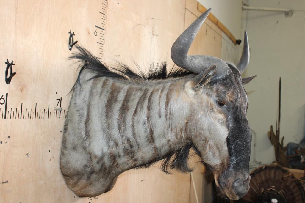 BLUE WILDEBEEST Shoulder Mount - 3