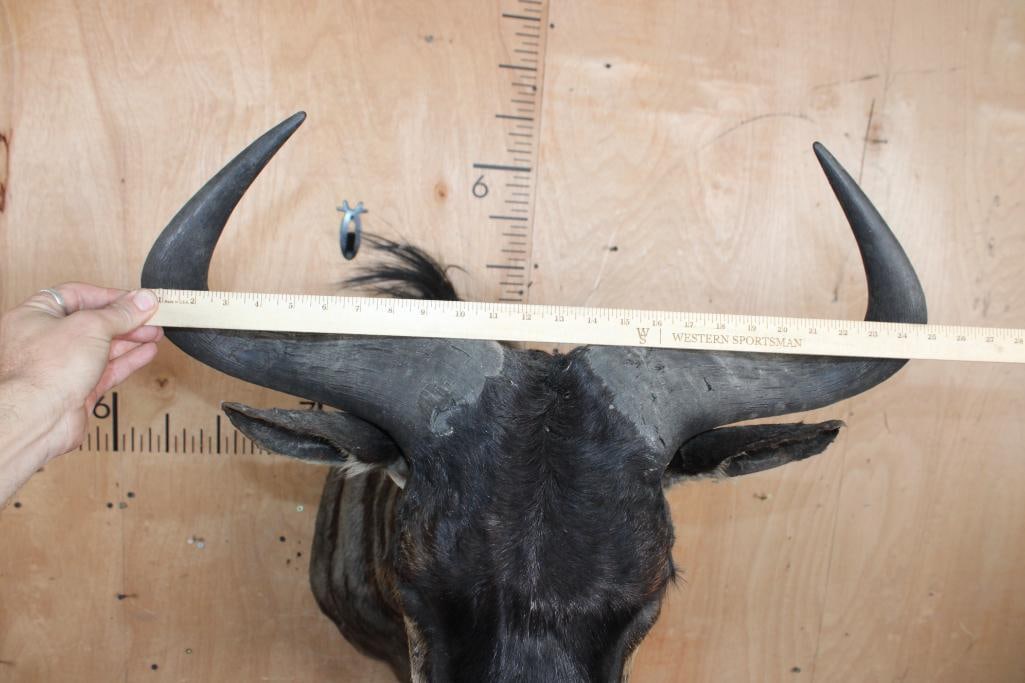 BLUE WILDEBEEST Shoulder Mount - 4