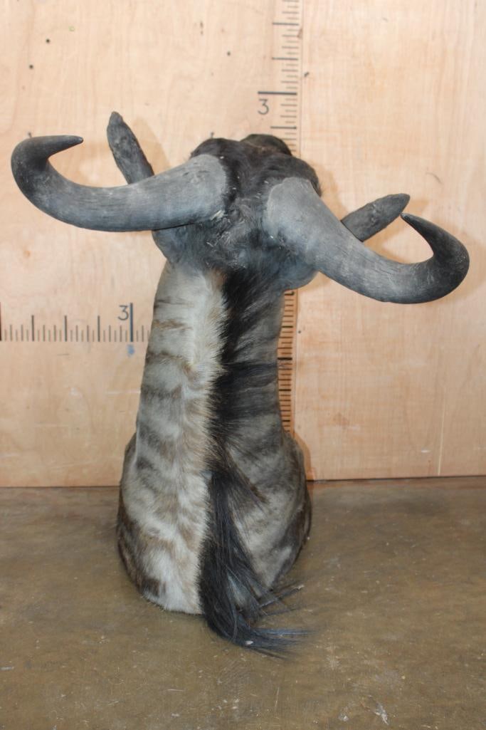 BLUE WILDEBEEST Shoulder Mount - 5