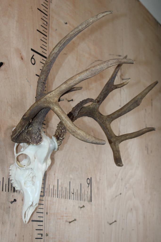 Freak 12-Point WHITETAIL DEER Skull with 3 Main Beams - 2