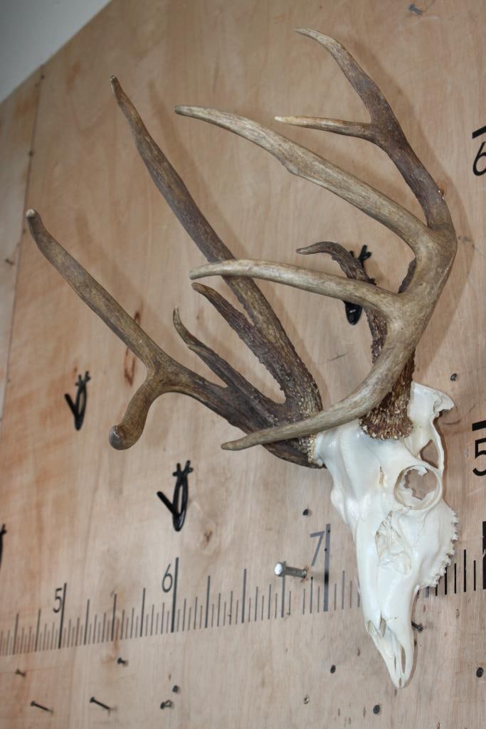 Freak 12-Point WHITETAIL DEER Skull with 3 Main Beams - 3