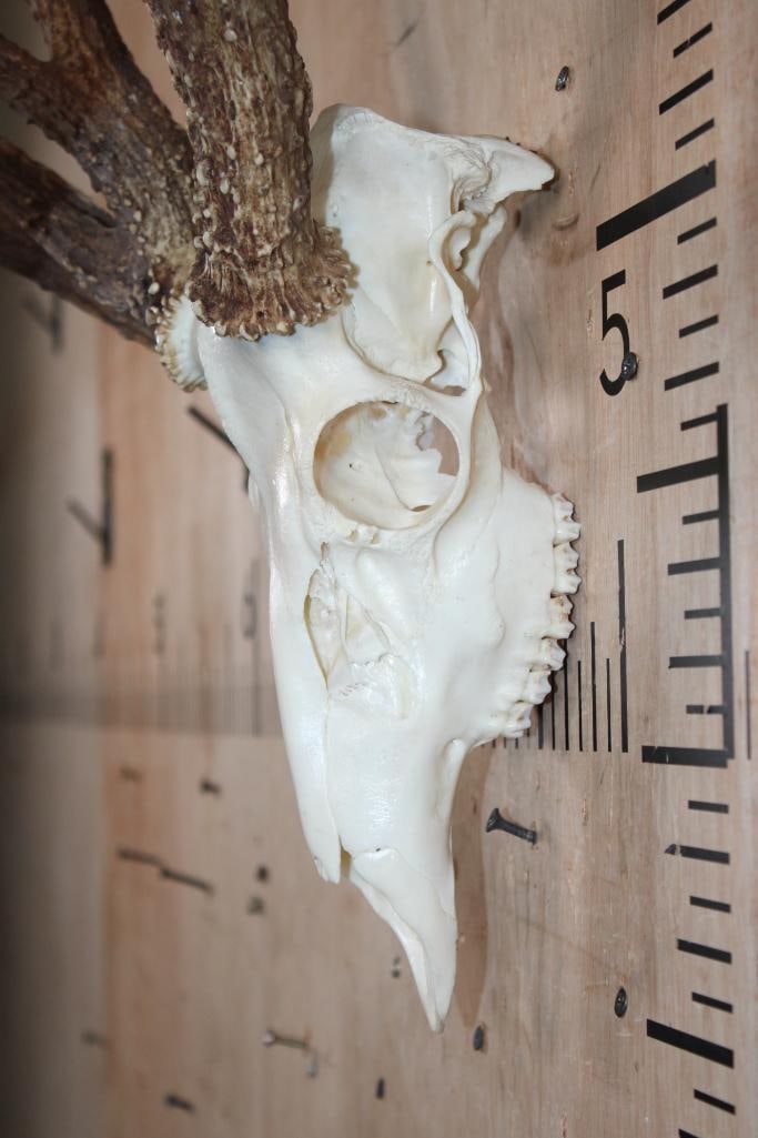 Freak 12-Point WHITETAIL DEER Skull with 3 Main Beams - 4