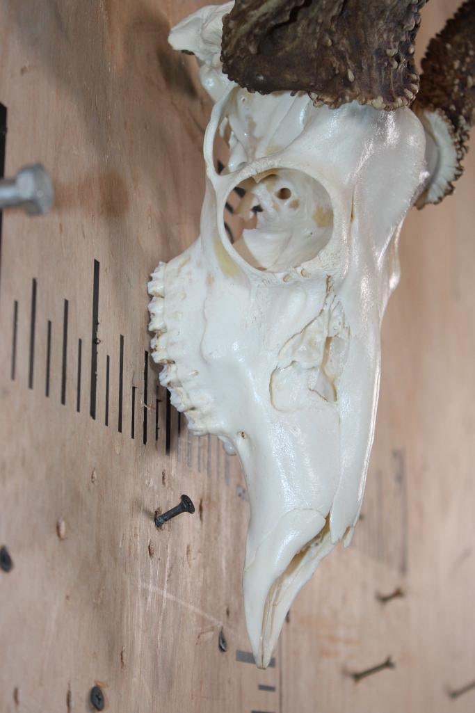 Freak 12-Point WHITETAIL DEER Skull with 3 Main Beams - 5