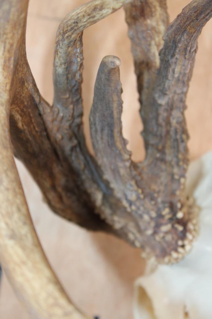 Freak 12-Point WHITETAIL DEER Skull with 3 Main Beams - 6