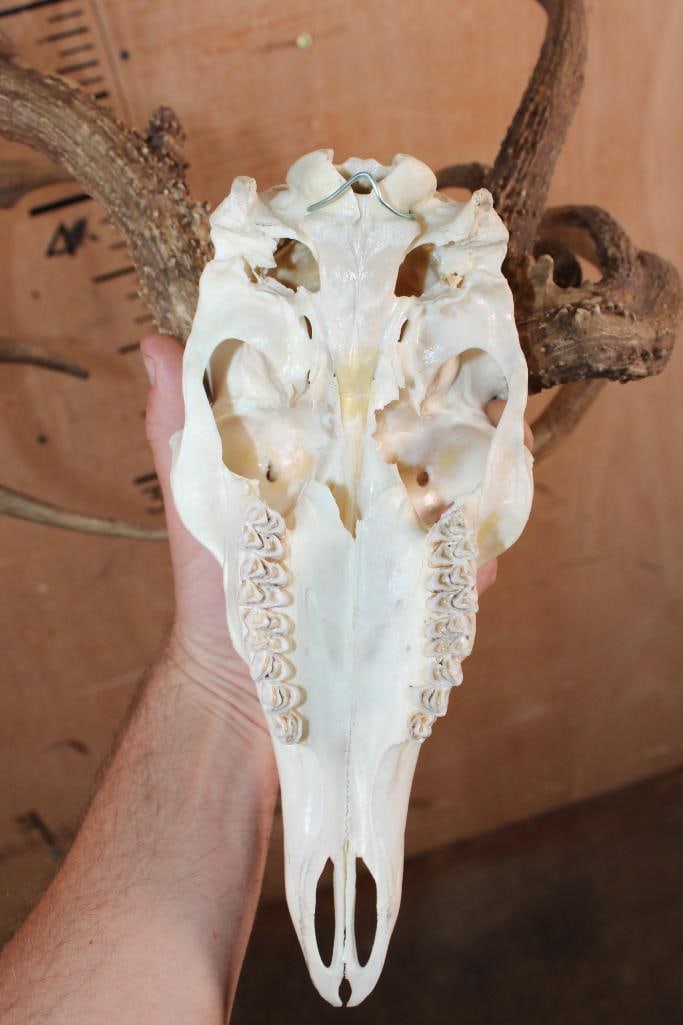 Freak 12-Point WHITETAIL DEER Skull with 3 Main Beams - 7