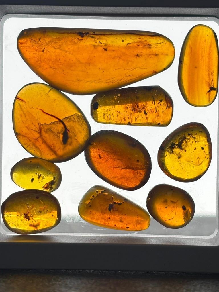 10 Pieces of Authentic Myanmar AMBER Fossil Specimens (1 of 9)