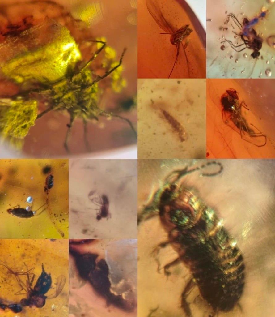 10 Pieces of Authentic Myanmar AMBER Fossil Specimens - 3