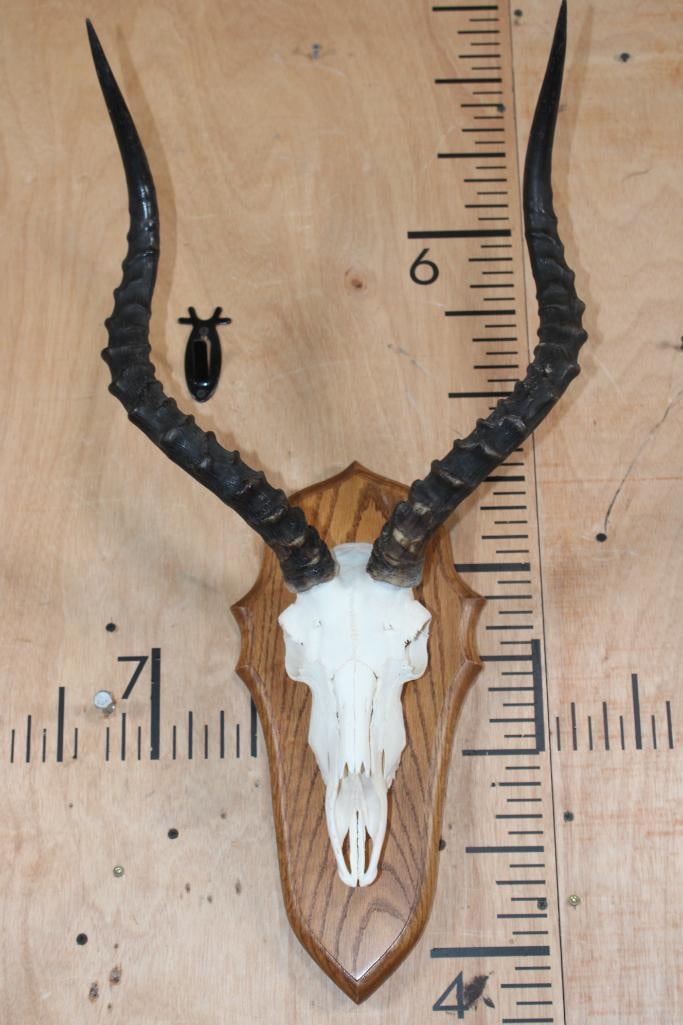 IMPALA Skull mounted on a Wood Plaque: IMPALA Skull mounted on a Wood Plaque with most of its Teeth. TAXIDERMY SKULLS 