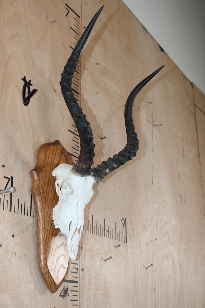 IMPALA Skull mounted on a Wood Plaque - 2