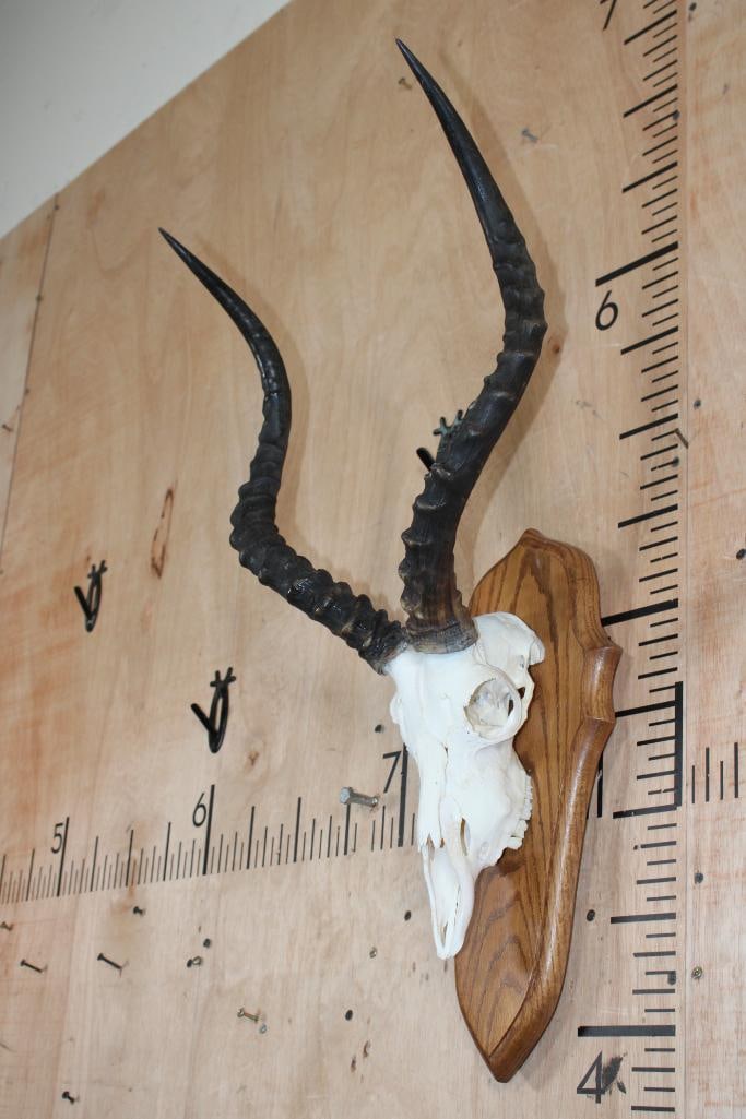 IMPALA Skull mounted on a Wood Plaque - 3