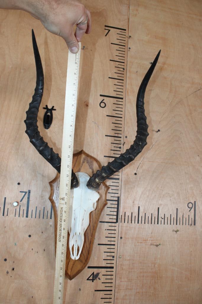 IMPALA Skull mounted on a Wood Plaque - 4