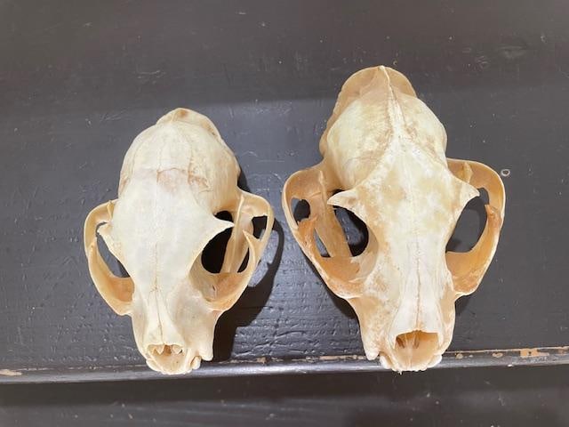(1) ALASKAN LYNX Skull and (1) BOBCAT Skull - 2