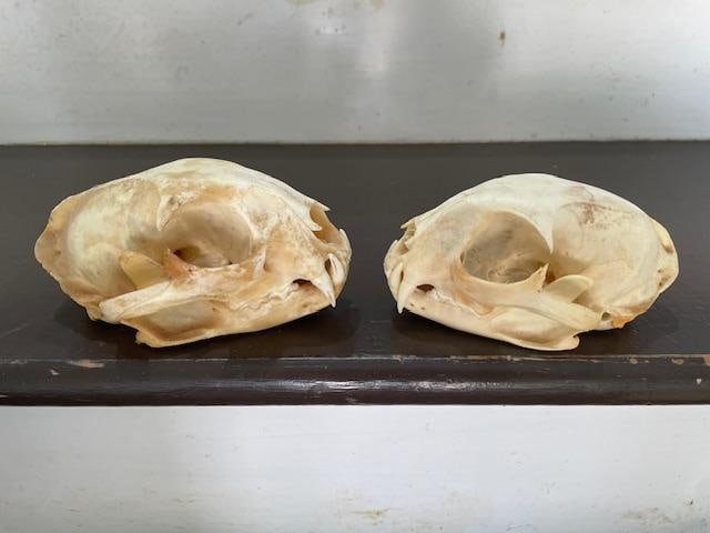 (1) ALASKAN LYNX Skull and (1) BOBCAT Skull - 3