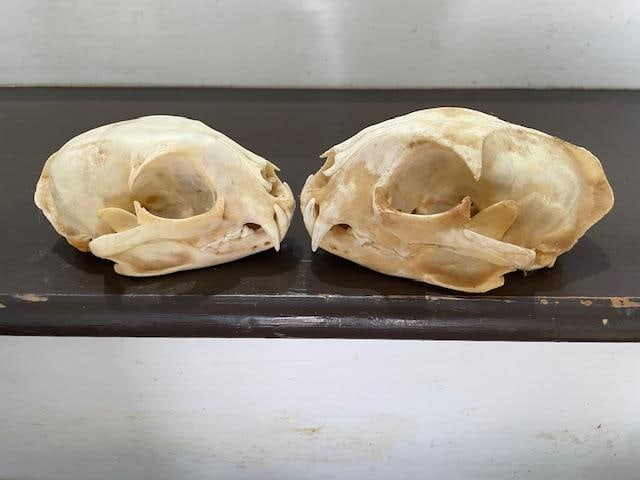 (1) ALASKAN LYNX Skull and (1) BOBCAT Skull - 4