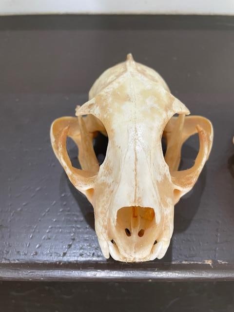 (1) ALASKAN LYNX Skull and (1) BOBCAT Skull - 5