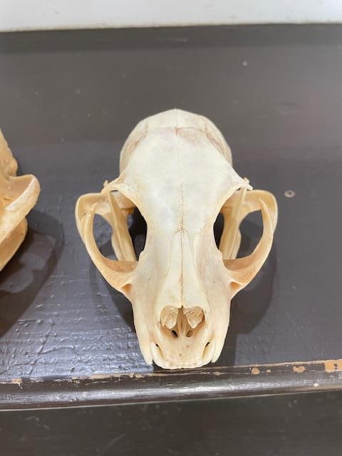 (1) ALASKAN LYNX Skull and (1) BOBCAT Skull - 6