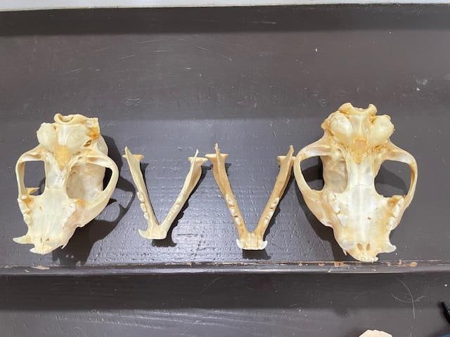 (1) ALASKAN LYNX Skull and (1) BOBCAT Skull - 7