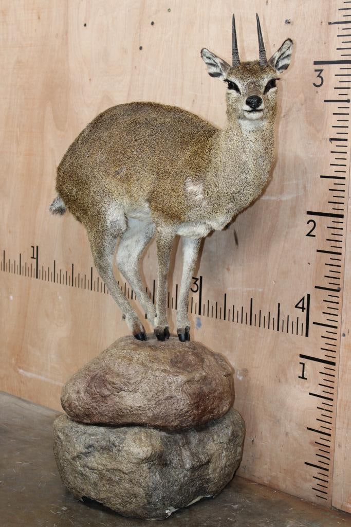 Life-sized KLIPSPRINGER on a Foam "Rock" Base - 2