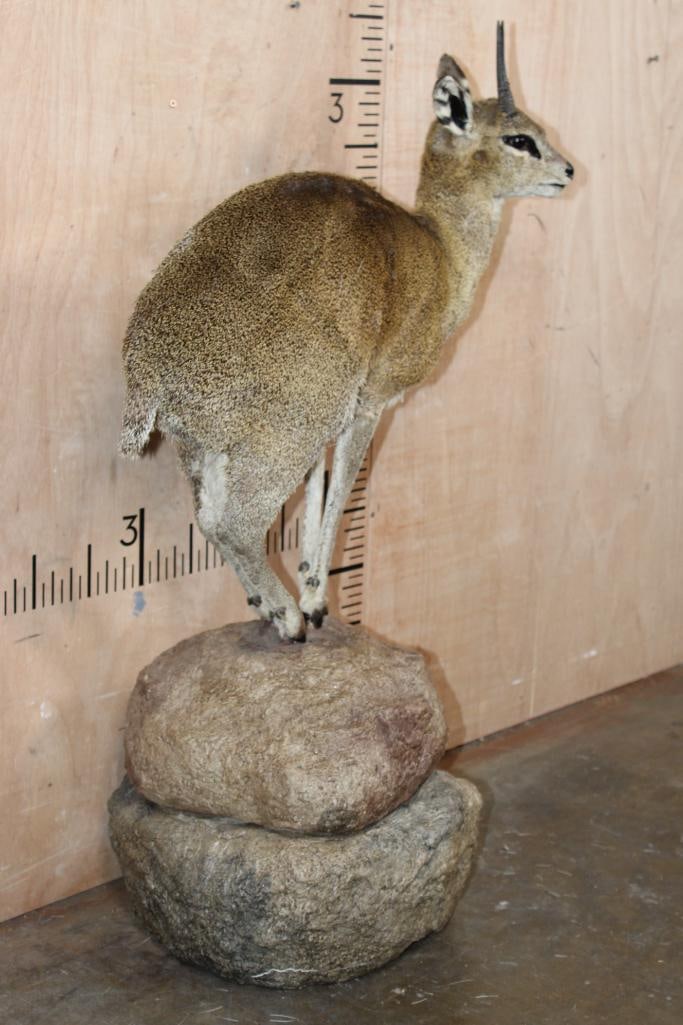 Life-sized KLIPSPRINGER on a Foam "Rock" Base - 3