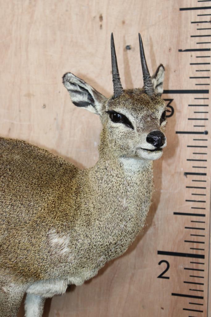 Life-sized KLIPSPRINGER on a Foam "Rock" Base - 4