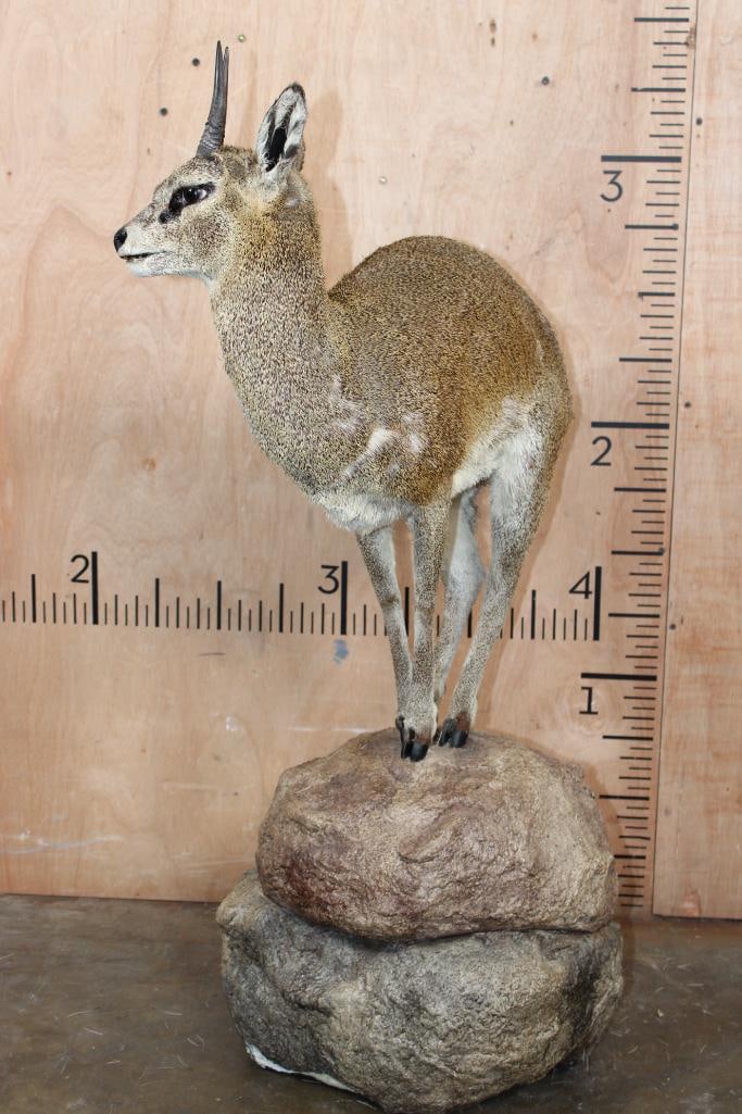 Life-sized KLIPSPRINGER on a Foam "Rock" Base - 5
