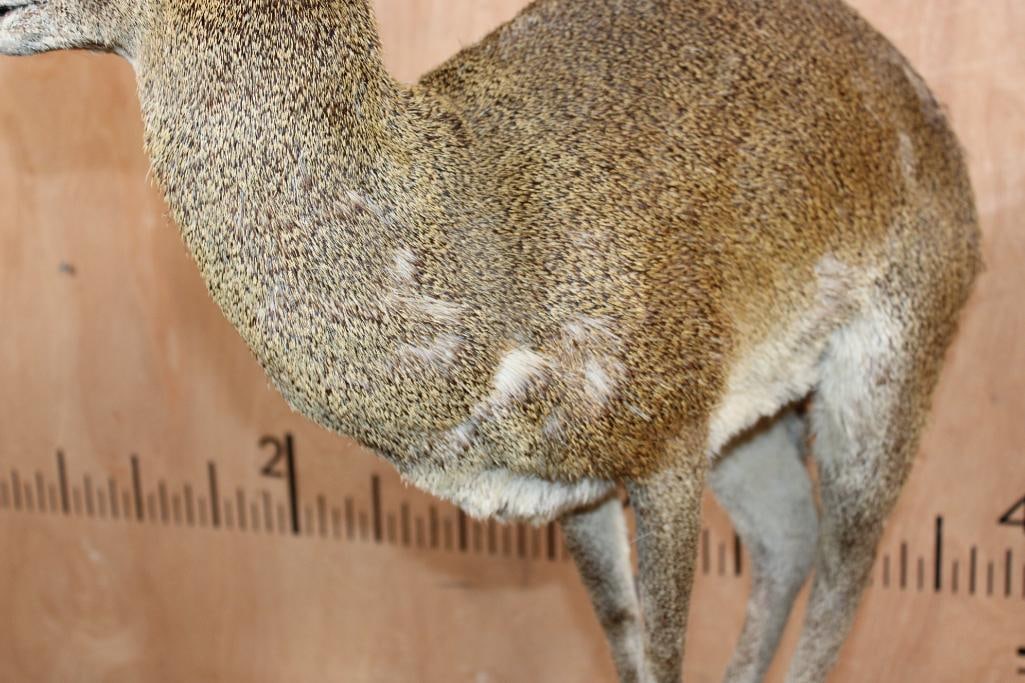 Life-sized KLIPSPRINGER on a Foam "Rock" Base - 6