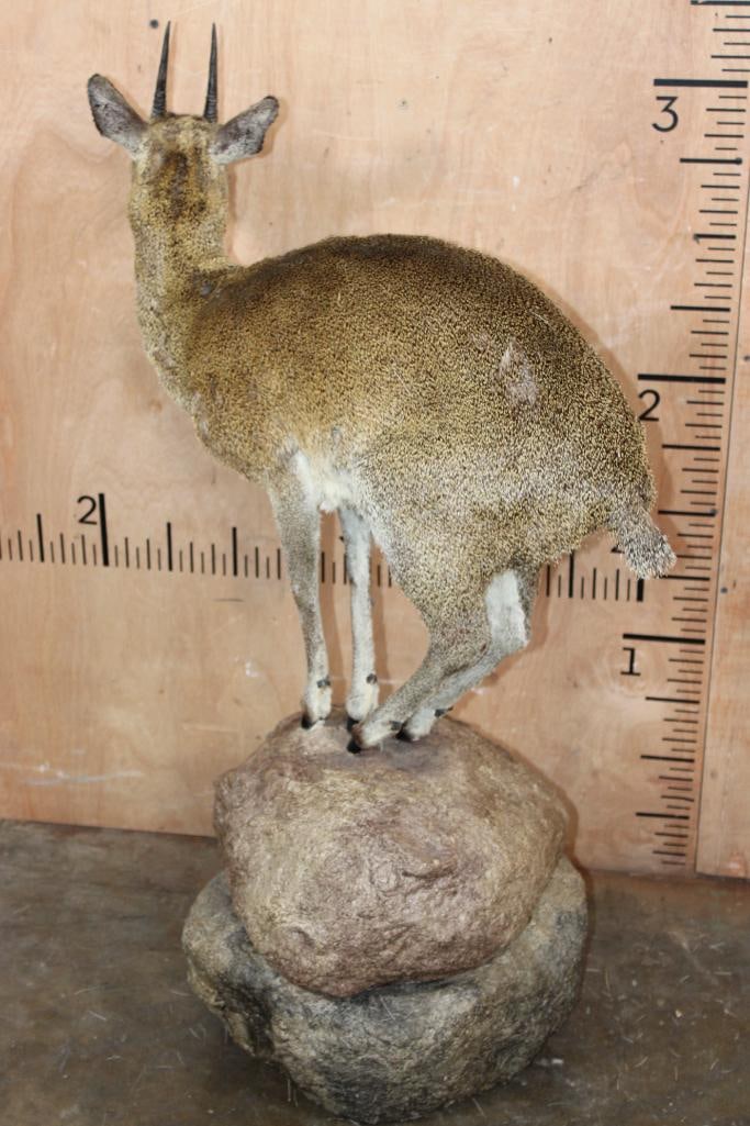 Life-sized KLIPSPRINGER on a Foam "Rock" Base - 7