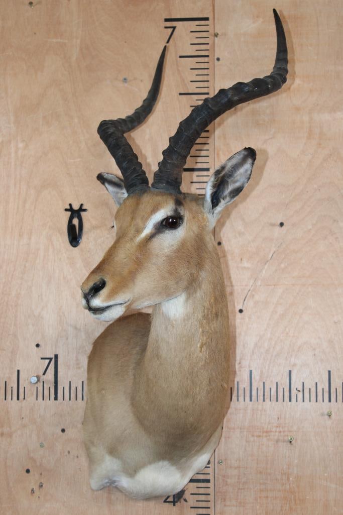 IMPALA Shoulder Mount - 2