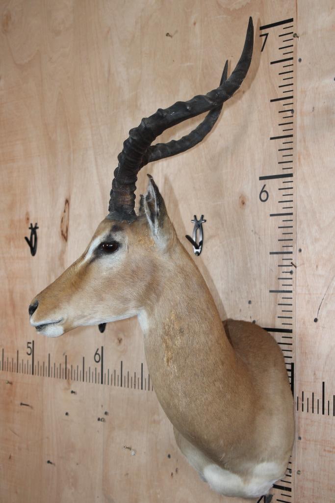 IMPALA Shoulder Mount - 3