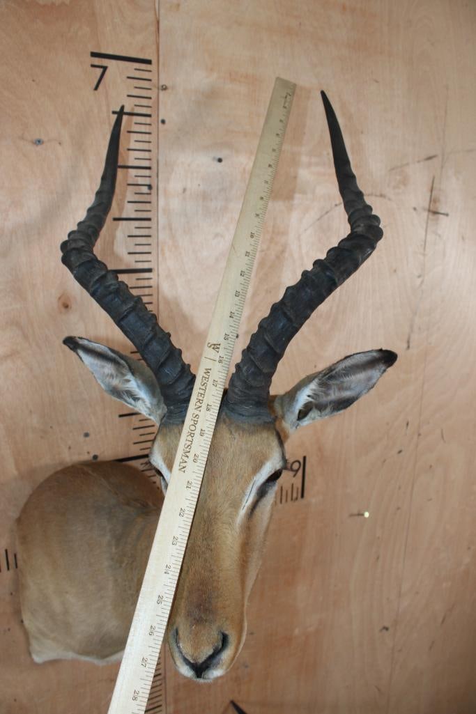 IMPALA Shoulder Mount - 5