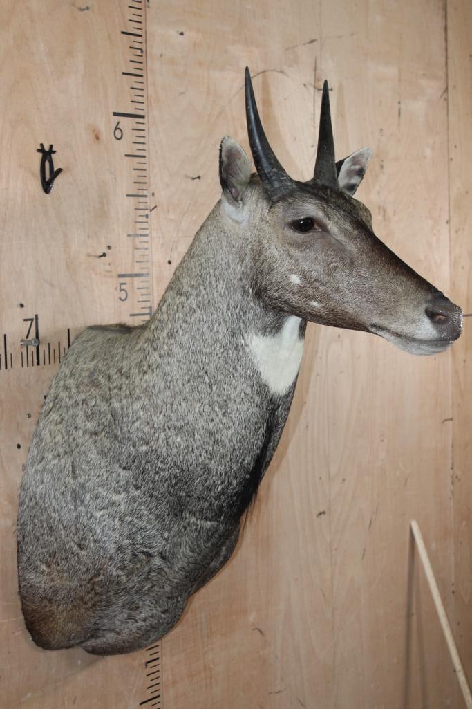 Big NILGAI Shoulder Mount - 2