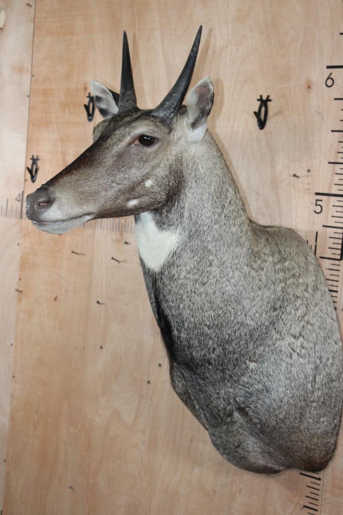 Big NILGAI Shoulder Mount - 3