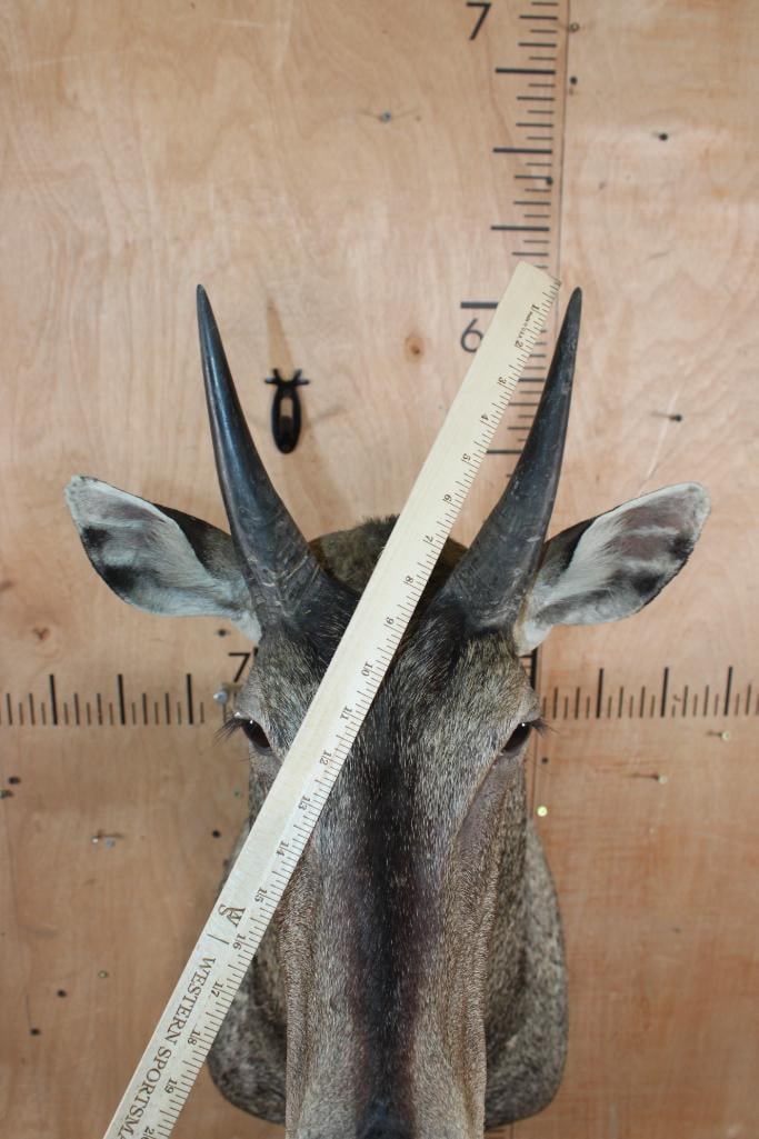 Big NILGAI Shoulder Mount - 4